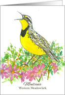 State Bird of Montana Western Meadowlark Bitterroot Watercolor card