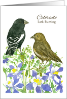 State Bird of Colorado Lark Bunting Columbine Wildflower Watercolor card