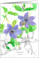 Clematis Flower Botanical Plant Drawing Watercolor Spatter Blank card