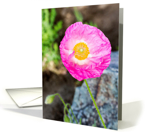 Bright Pink Poppy Flower Photograph Blank Notecard card (179017)