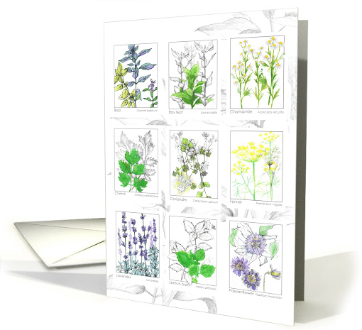National Herb Day May Medicinal Plants Watercolor card (1810686)
