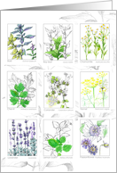 National Herb Day May Medicinal Plants Watercolor card