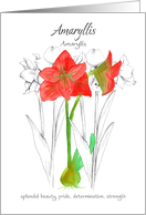 Encouragement Amaryllis Language of Flowers card