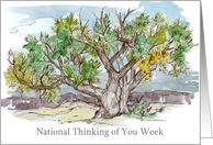 National Thinking of You Week September Pinyon Pine Tree card