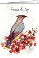Happy New Year Peace Joy Cedar Waxwing Bird card