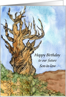 Happy Birthday Future Son in Law Bristlecone Pine Custom card