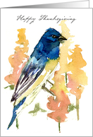 Happy Thanksgiving Lazuli Bunting Bird Nature Wildlife
