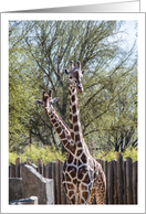 Giraffes Zoo Animals Wildlife Photography Blank card