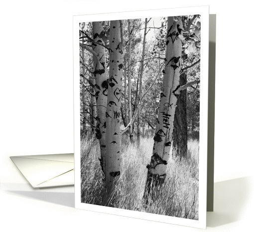 Aspen Trees Black and White Photograph card (377613)