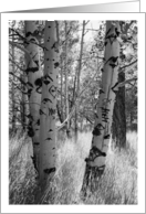 Aspen Trees Black...