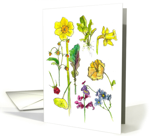 Spring Yellow Daffodil Flowers Botanical Plant Drawings card (826704)