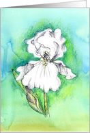 White Iris Flower Drawing Blue Watercolor Blank card