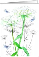 Queen Anne’s Lace Wildflower Blue Butterfly Blank card