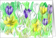 Crocus Flowers Purple Yellow White Pencil Drawing Blank card