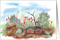 Lupine Indian Paintbrush Desert Wildflowers Blank card