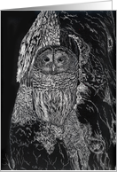Owl In A Tree Nature Black White Blank card