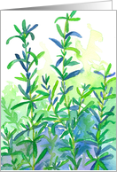 Rosemary Herb Watercolor Plant Blank card
