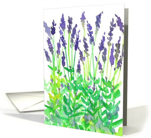 Lavender Flowers Garden Plants Blank card (86595)