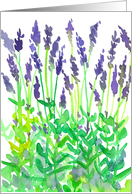 Lavender Flowers Garden Plants Blank card
