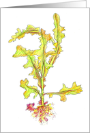 Wild Lettuce Vegetable Art Drawing Blank card