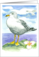 Seagull Birds Sego Lily Lake Painting card