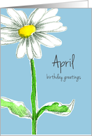 Happy April Birthday Shasta Daisy Flower Drawing card