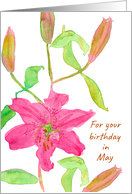 Happy May Birthday Pink Day Lily Flower card