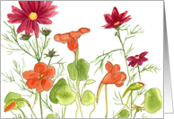 Red Painted Daisy Orange Nasturtium Blank card