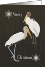 Wood Storks, Merry Christmas, Brown and Gray, Snowflakes card