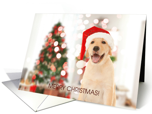 Merry Christmas! Santa Hat on Golden Labrador Retriever Dog card