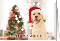 Merry Christmas! Santa Hat on Golden Labrador Retriever Dog card