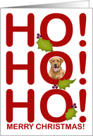 HO! HO! HO! Merry Christmas! Red Letters with Green Holly Photo card
