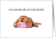 Dog Sleeping on Roll of Toilet Paper Humor card