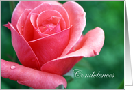 Condolences, Coral Rose Photograph card