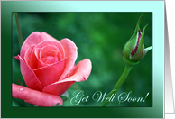 Get Well Soon! Coral Rose Photograph, Floral Photography card