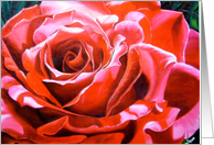 La Belle Rose card