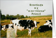Greetings My Moo-velous Friend card