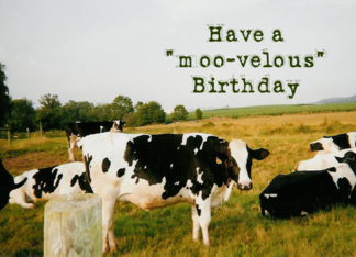 Have a moo-velous...