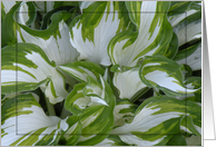 Blank Hosta Notecard card