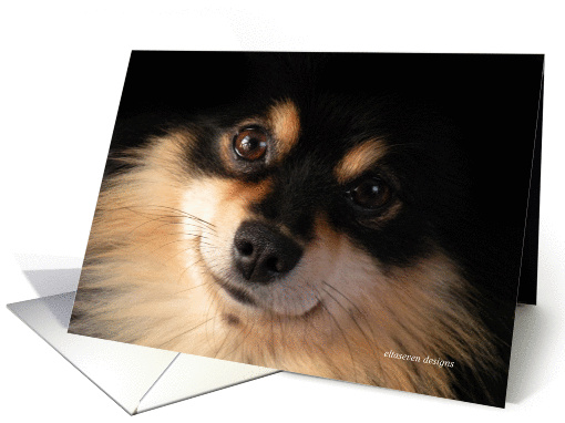 Blank Pomeranian Note card (211582)