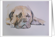 Bull Mastiff card