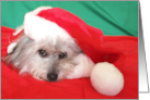 Dog Christmas Card -- Peace and Joy card