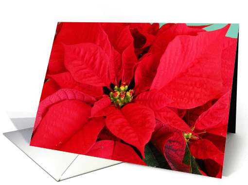 Christmas Poinsettia card (112645)