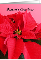 Poinsettia Greetings card