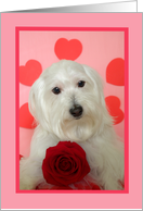 Dog Valentine -- Be...