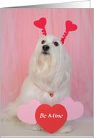 Dog Valentine --...
