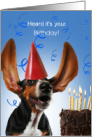 Cute Dog Basset Hound Birthday Card