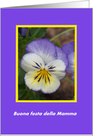 A Pansy for Mom --...