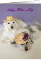 Mothers day from dog (Sweet) card