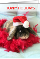 Hoppy Holidays with Holland Lop Rabbit in Santa Hat card